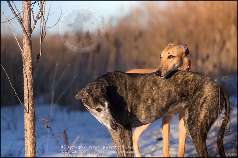 28-toronto-ontario-professional--dog-photographer-lucy poppy real-964-Edit