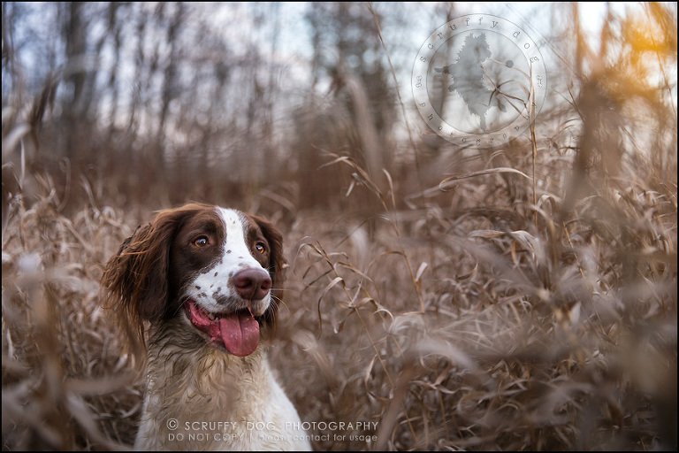 28-toronto-ontario-professional-pet-dog-photographer-jake boucher-1300
