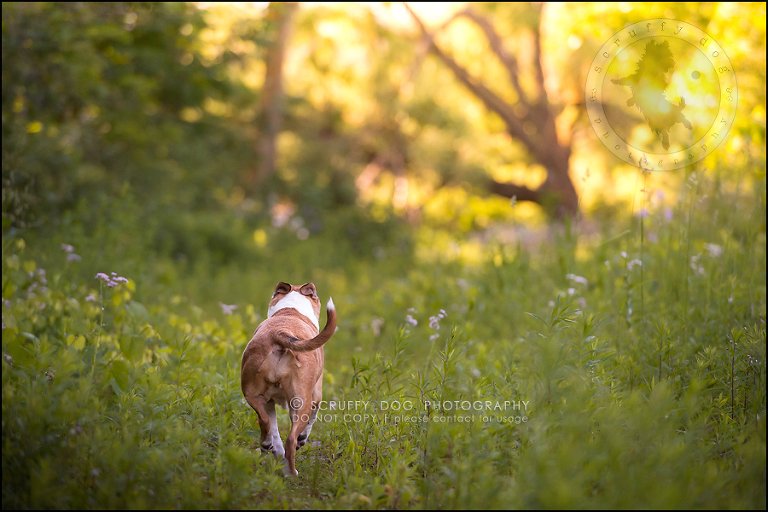 28-toronto-ontario-professional-pet-photographer-jade perry-320