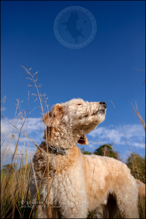 28-waterloo-ontario-dog-stock-photography-gulliver george-513-Edit
