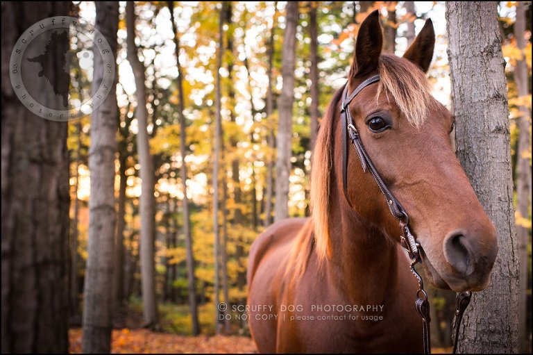 29-toronto-ontario-best-professional-pet-photographer-mika bobby worton-1431