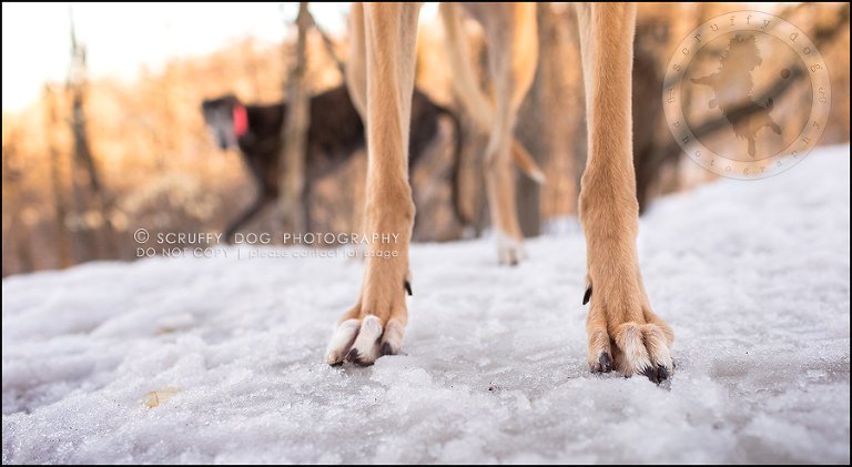 29-toronto-ontario-professional--dog-photographer-lucy poppy real-724
