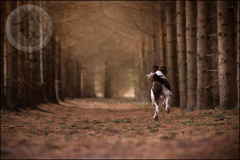 29-toronto-ontario-professional-pet-dog-photographer-jake boucher-797