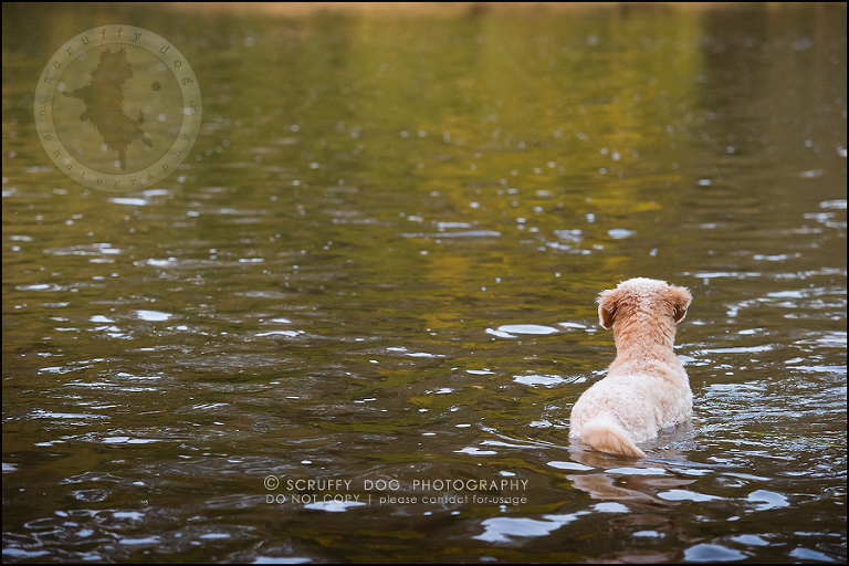 29-waterloo-ontario-dog-stock-photography-gulliver george-763