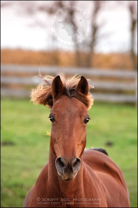30-toronto-ontario-best-professional-pet-photographer-mika bobby worton-1021