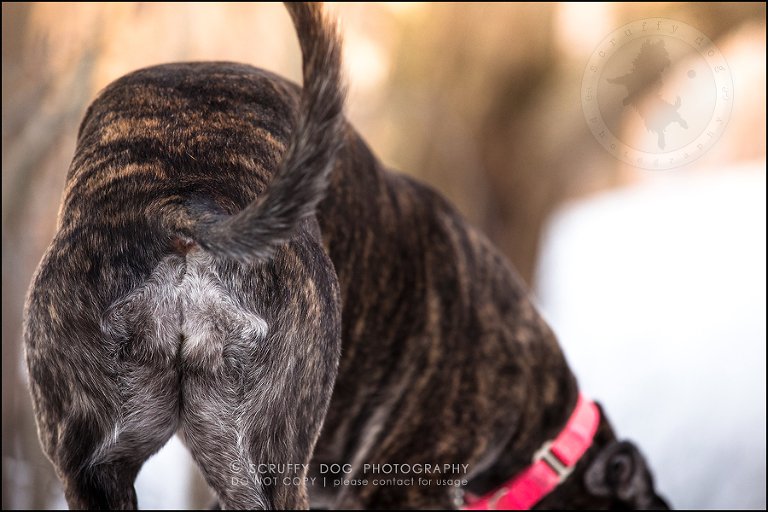 30-toronto-ontario-professional--dog-photographer-lucy poppy real-818