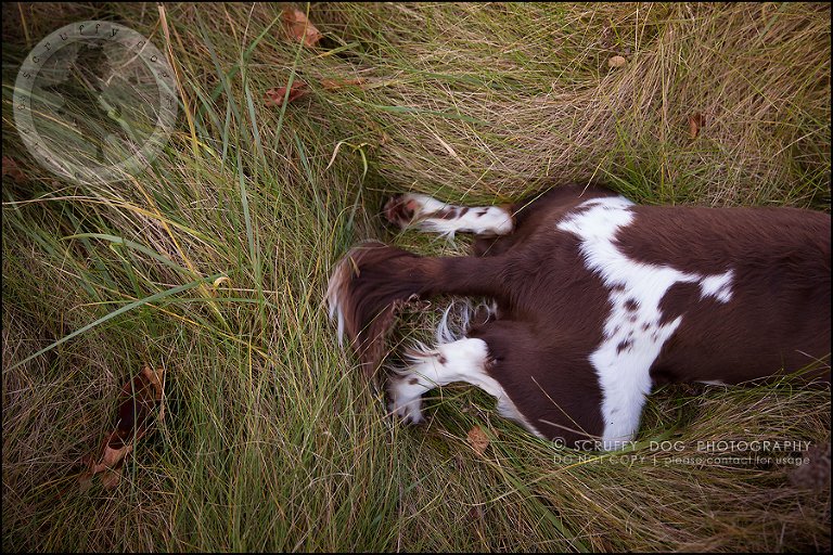 30-toronto-ontario-professional-pet-dog-photographer-jake boucher-237