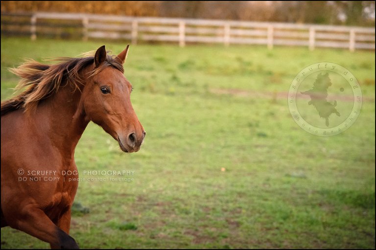 31-toronto-ontario-best-professional-pet-photographer-mika bobby worton-1083