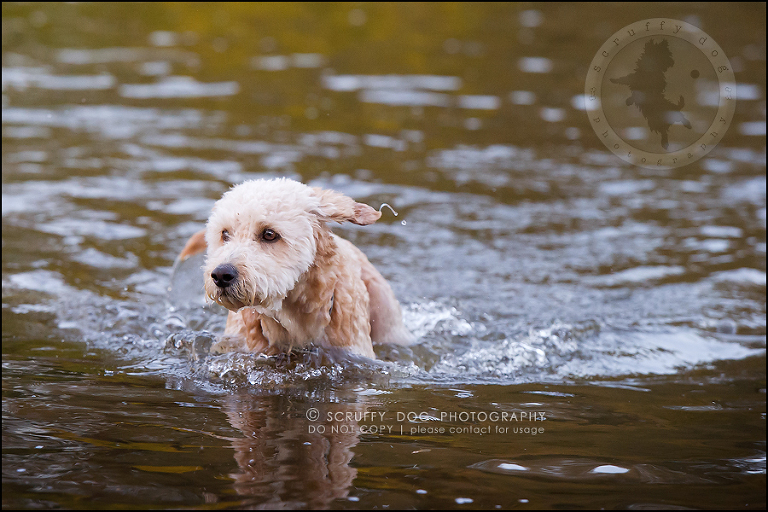 31-waterloo-ontario-dog-stock-photography-gulliver george-781
