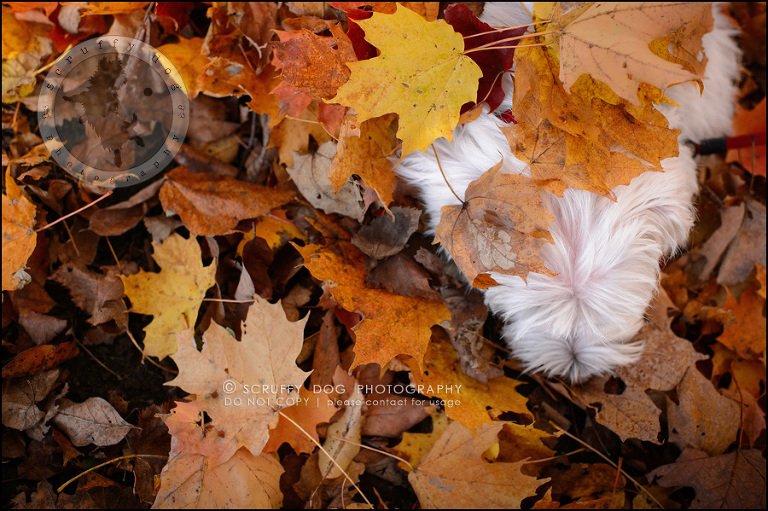 32-toronto-ontario-best-professional-pet-photographer-mika bobby worton-1312