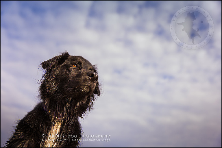 32-waterloo-ontario-professional-dog-photographer-hudson manning-1039