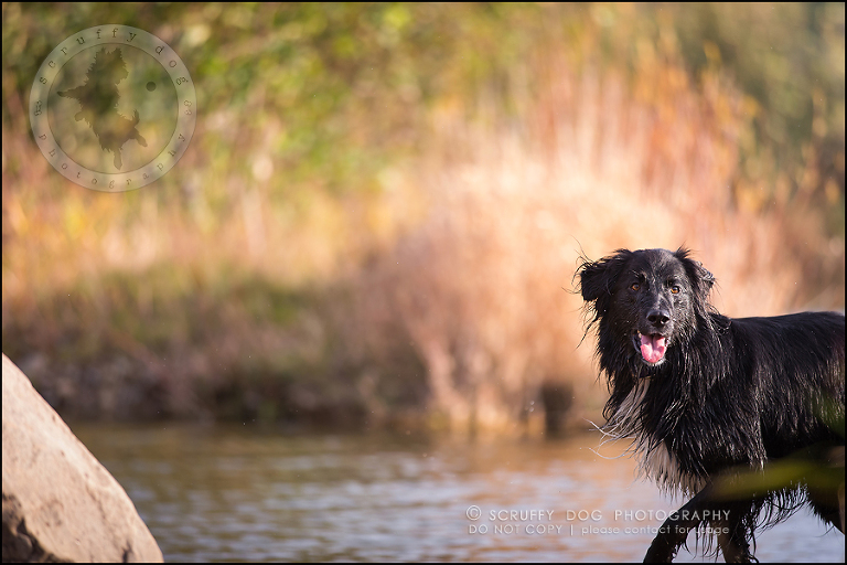 33-waterloo-ontario-professional-dog-photographer-hudson manning-1068