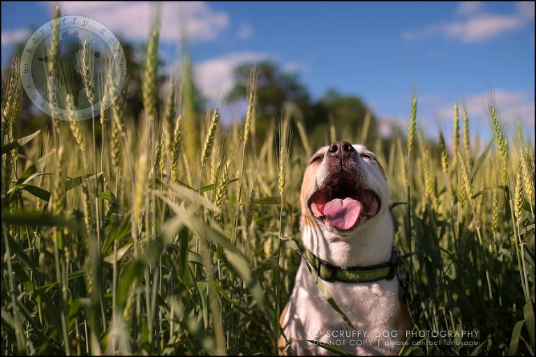 13-toronto-ontario-professional-pet-photographer-jade perry-109