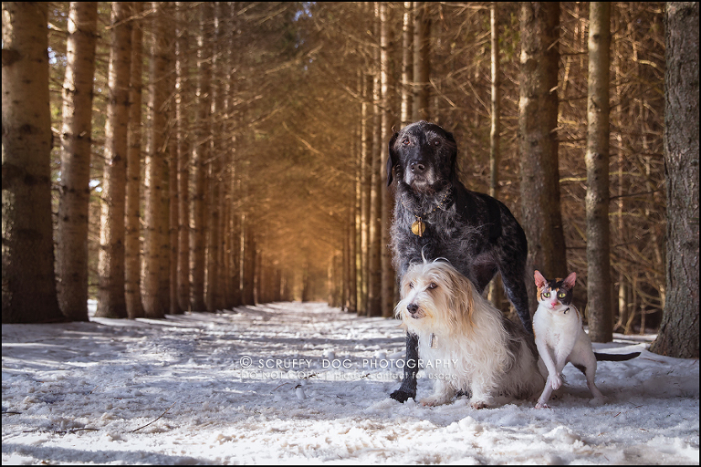 1 ontario best pet photographer my pack-22-Edit