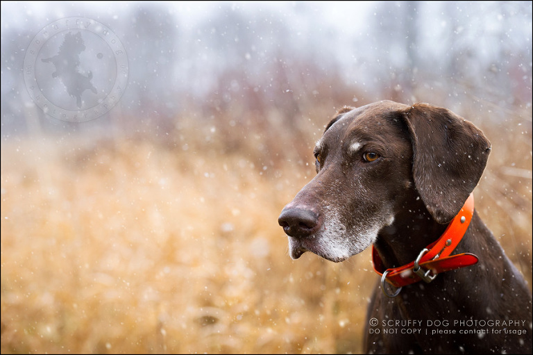 13 ontario best pet photographer Dec hike 2014-57