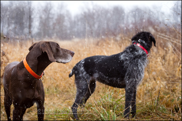 15 ontario best pet photographer Dec hike 2014-85-Edit