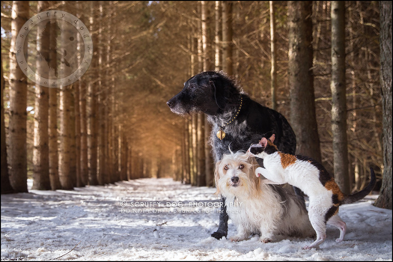 2 ontario best pet photographer my pack-13-Edit