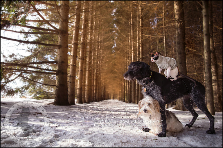 4 ontario best pet photographer my pack-75-Edit-2