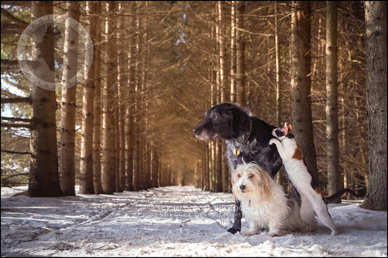 ontario best pet photographer my pack-36