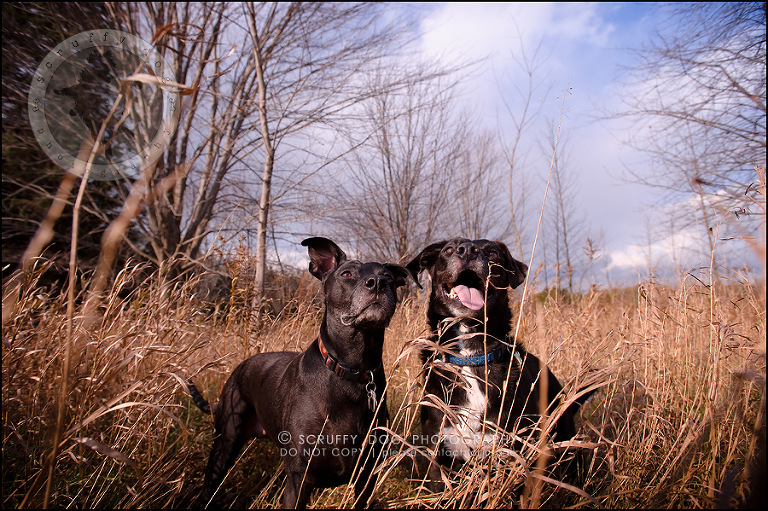 02 ontario stock pet photographer bisou and scout-33