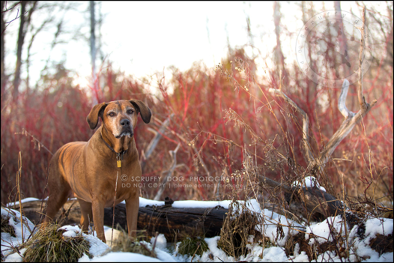 02 waterloo-ontario-pet-photographer-best-stock-dog-photos-minnie saunders-511