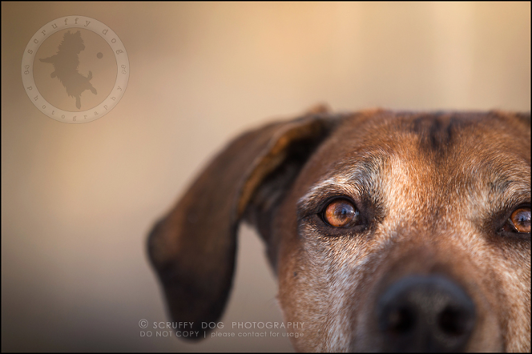 03 waterloo-ontario-pet-photographer-best-stock-dog-photos-minnie saunders-290