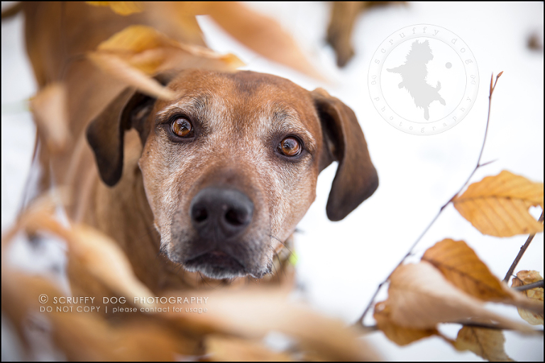 05 waterloo-ontario-pet-photographer-best-stock-dog-photos-minnie saunders-63