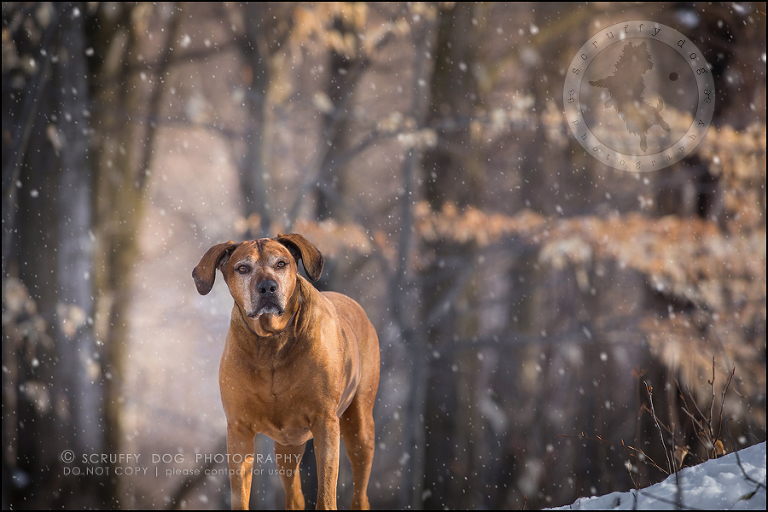 06 waterloo-ontario-pet-photographer-best-stock-dog-photos-minnie saunders-451-edit (2)