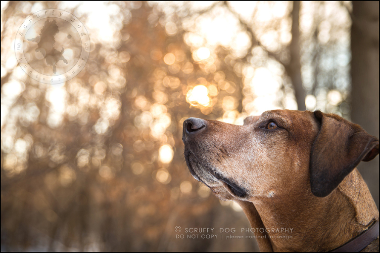 07 waterloo-ontario-pet-photographer-best-stock-dog-photos-minnie saunders-139