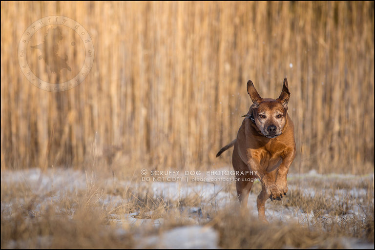 09 waterloo-ontario-pet-photographer-best-stock-dog-photos-minnie saunders-570