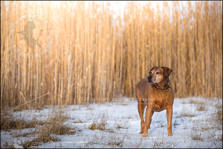 11 waterloo-ontario-pet-photographer-best-stock-dog-photos-minnie saunders-627