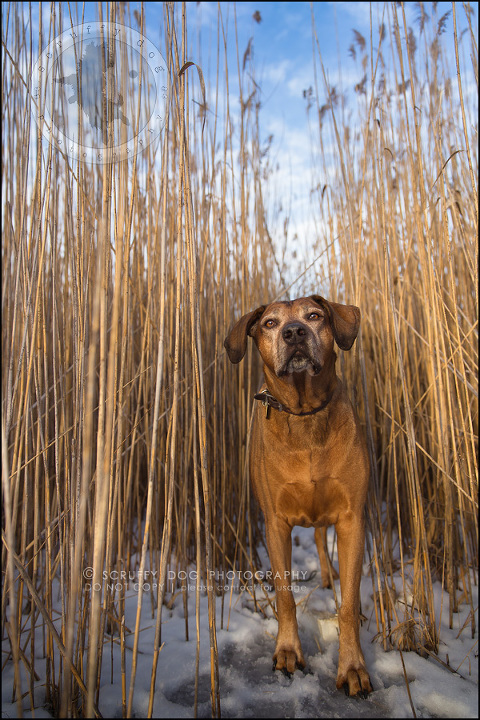 12 waterloo-ontario-pet-photographer-best-stock-dog-photos-minnie saunders-233-edit