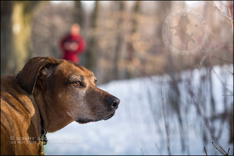 13 waterloo-ontario-pet-photographer-best-stock-dog-photos-minnie saunders-422