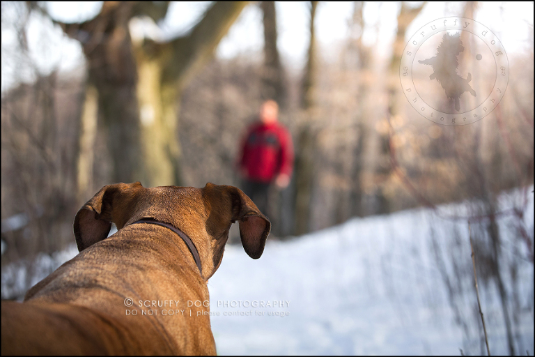 14 waterloo-ontario-pet-photographer-best-stock-dog-photos-minnie saunders-427