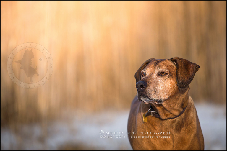 15 waterloo-ontario-pet-photographer-best-stock-dog-photos-minnie saunders-638