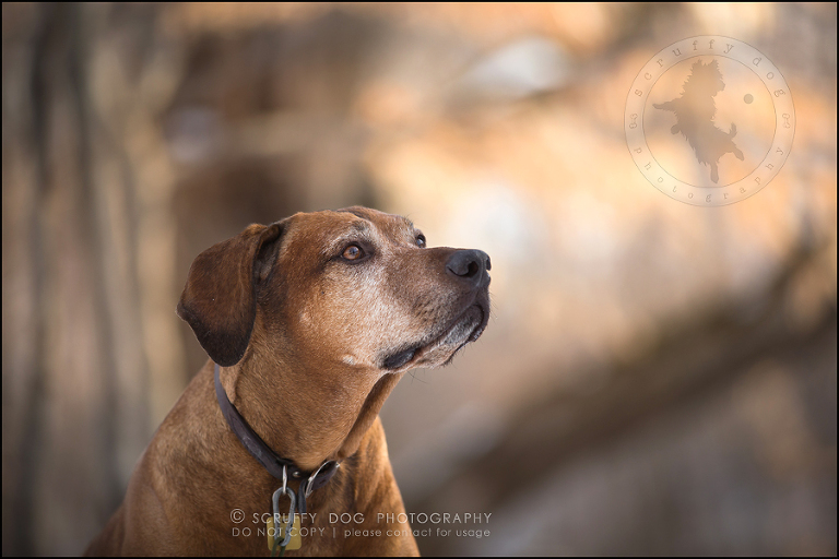 16 waterloo-ontario-pet-photographer-best-stock-dog-photos-minnie saunders-238