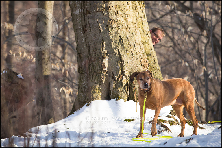 17 waterloo-ontario-pet-photographer-best-stock-dog-photos-minnie saunders-293