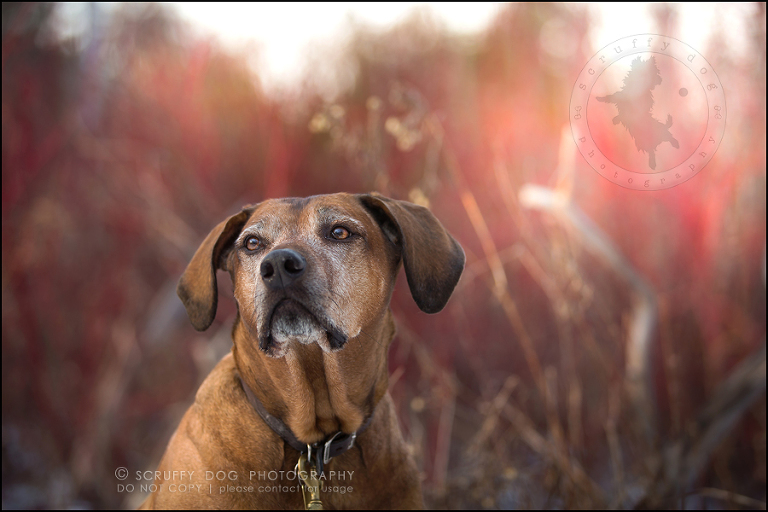 18 waterloo-ontario-pet-photographer-best-stock-dog-photos-minnie saunders-494
