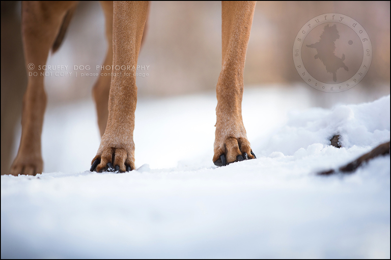 20 waterloo-ontario-pet-photographer-best-stock-dog-photos-minnie saunders-274
