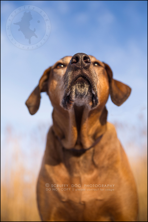 24 waterloo-ontario-pet-photographer-best-stock-dog-photos-minnie saunders-194