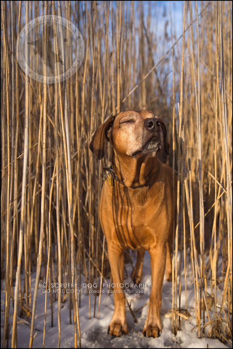 25 waterloo-ontario-pet-photographer-best-stock-dog-photos-minnie saunders-210