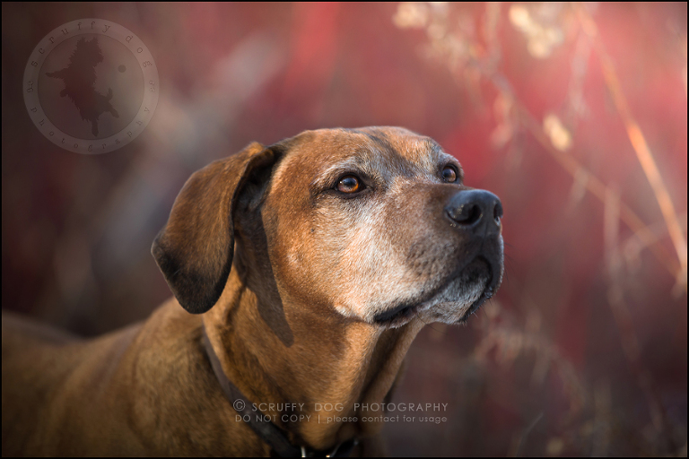 26 waterloo-ontario-pet-photographer-best-stock-dog-photos-minnie saunders-479