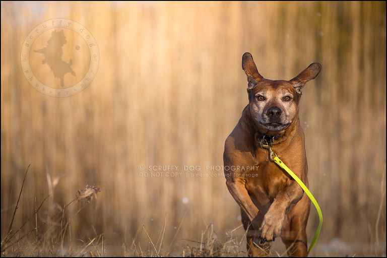 27 waterloo-ontario-pet-photographer-best-stock-dog-photos-minnie saunders-603