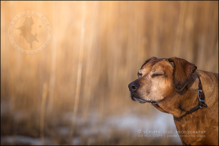 28 waterloo-ontario-pet-photographer-best-stock-dog-photos-minnie saunders-634