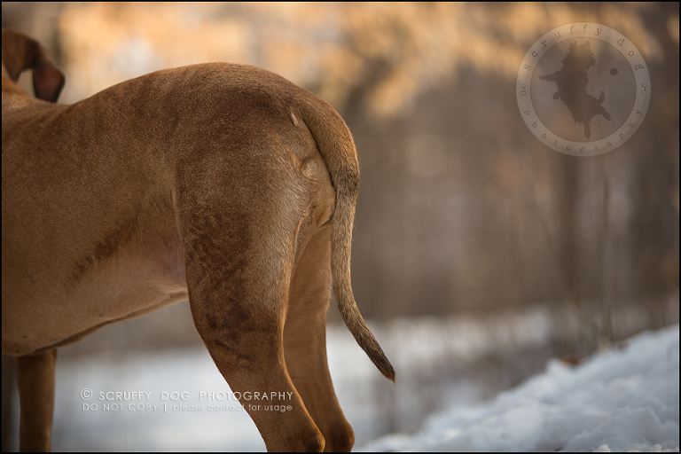 29 waterloo-ontario-pet-photographer-best-stock-dog-photos-minnie saunders-235