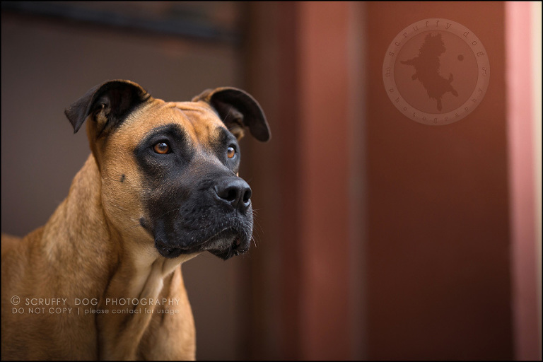 02 ontario premier commercial dog photographer kai mcintosh-326
