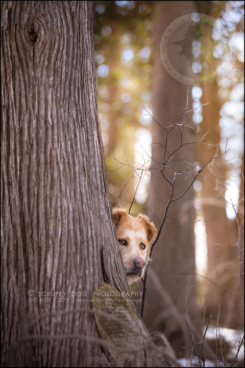 02 toronto modern dog photographer ginger perry-282-Edit