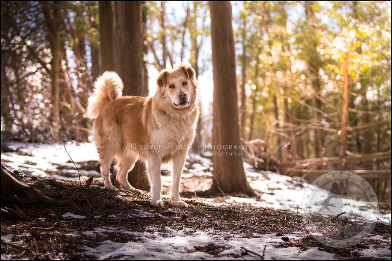 03 toronto modern dog photographer ginger perry-255