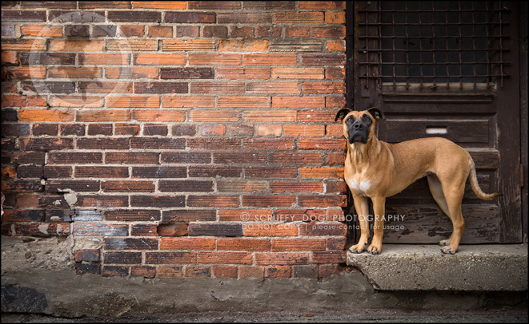 04 ontario premier commercial dog photographer kai mcintosh-74-Edit
