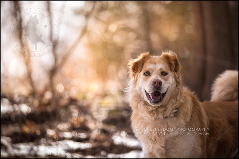 07 toronto modern dog photographer ginger perry-304-Edit